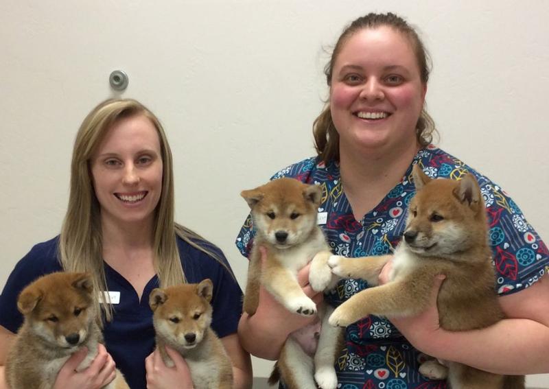 to Riverside Animal Hospital!